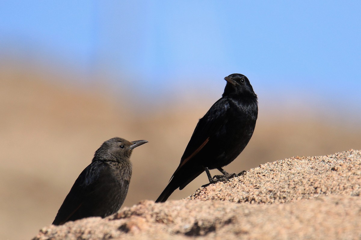 Tristram's Starling - ML515217091