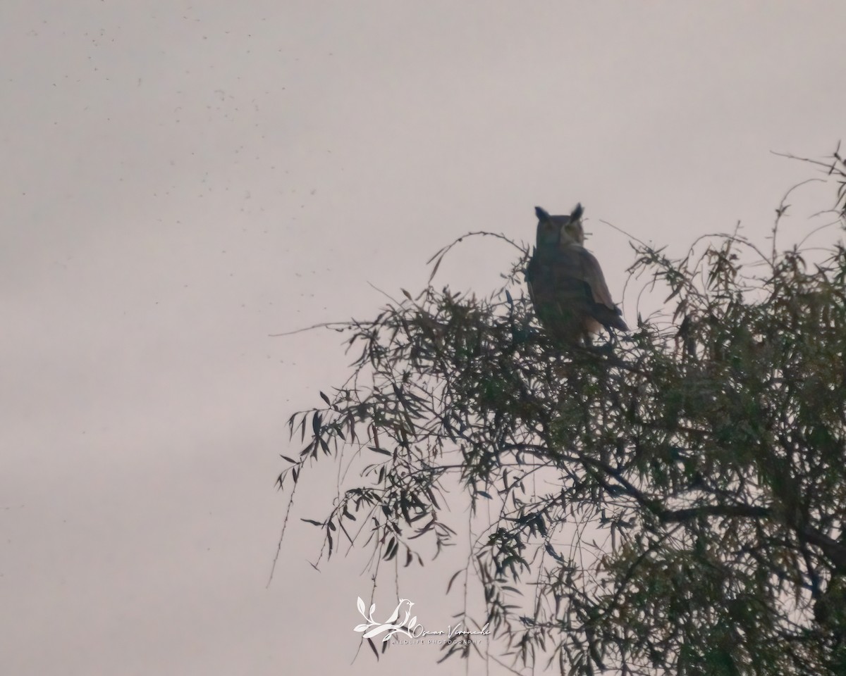 Great Horned Owl - ML515217341