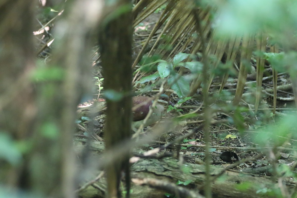 Key West Quail-Dove - ML515217401