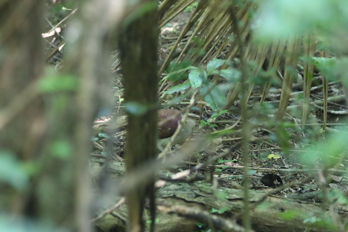 Key West Quail-Dove - ML515217411