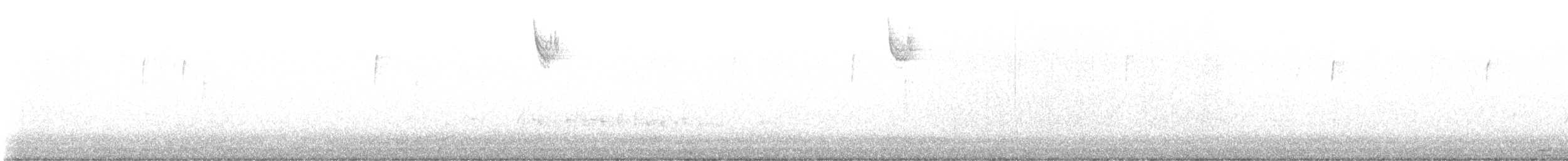 גיבתונית לבנת-גרון - ML515217501