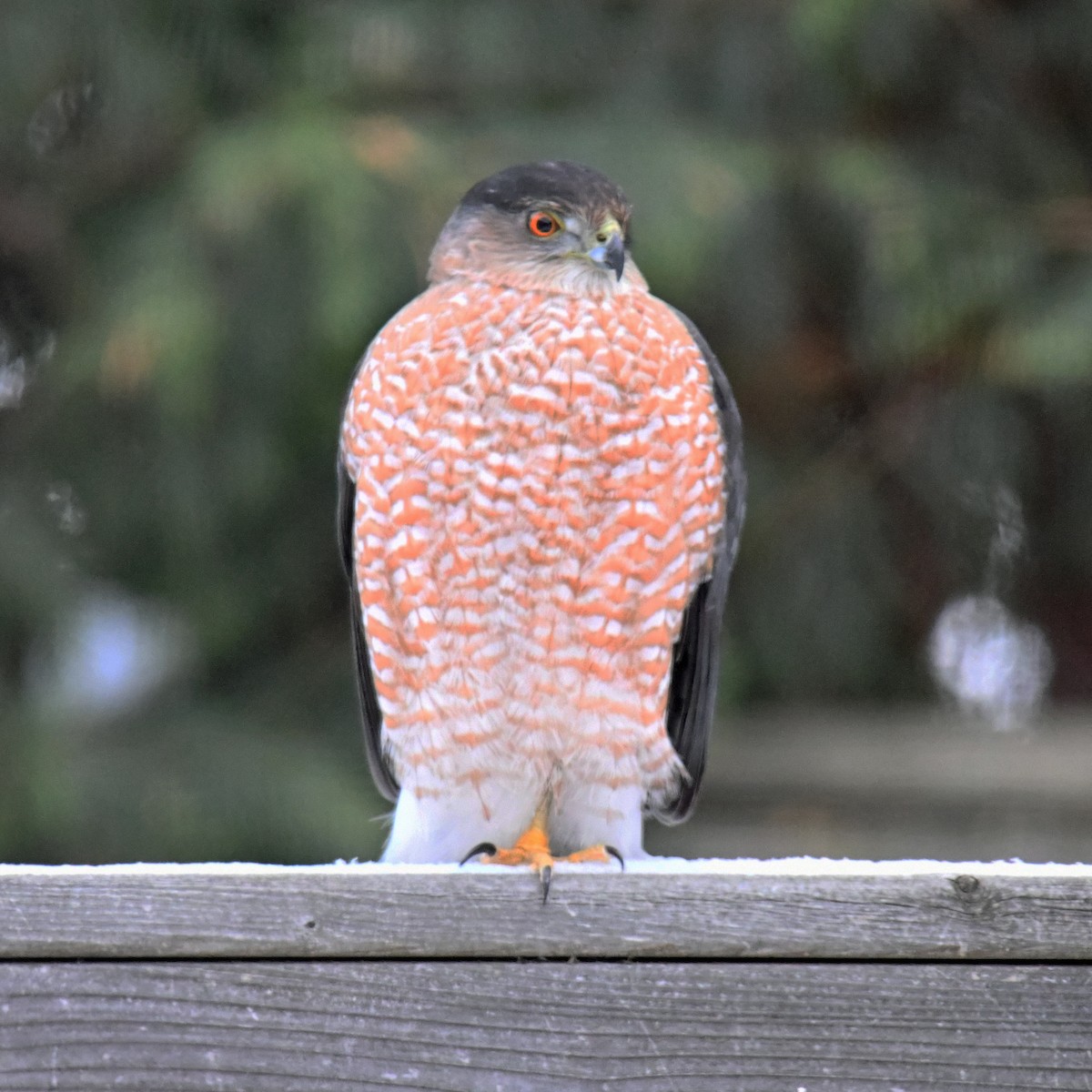 Cooper's Hawk - ML515217931