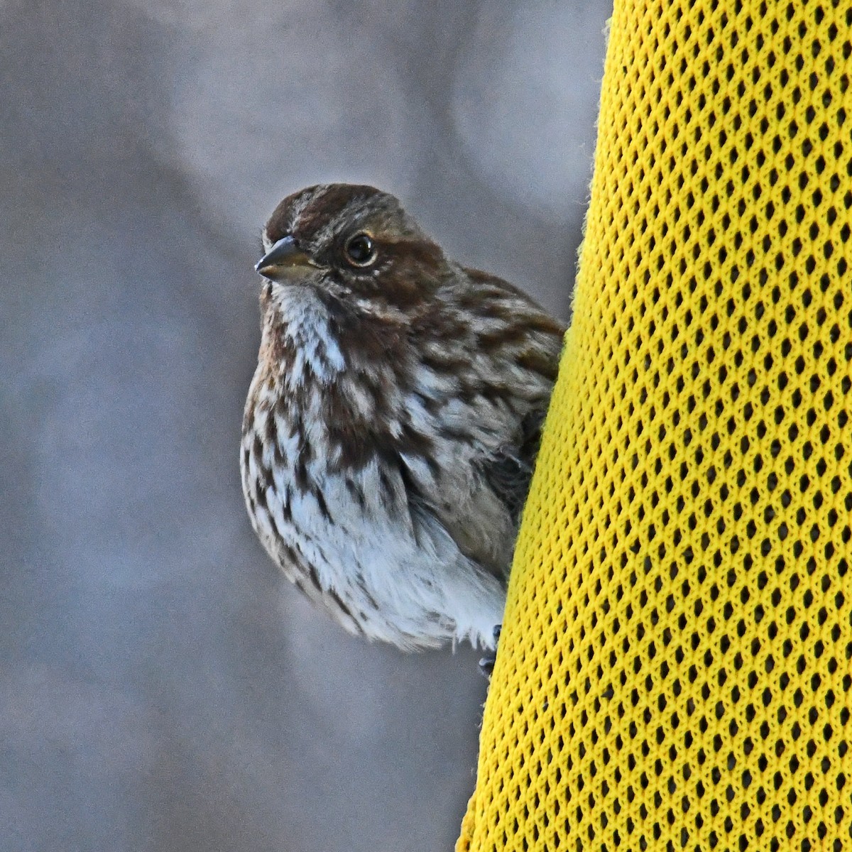 Song Sparrow - ML515218311