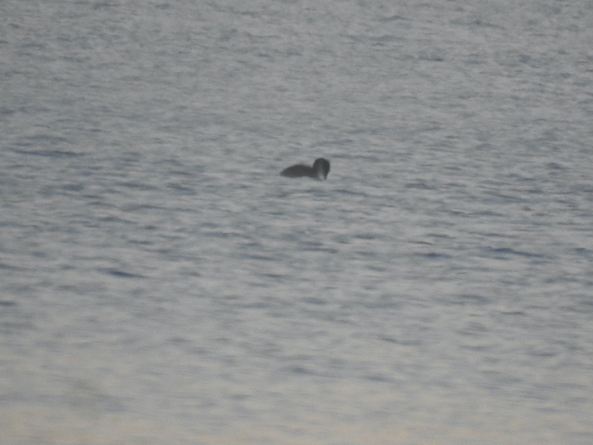 Red-necked Grebe - ML515218851