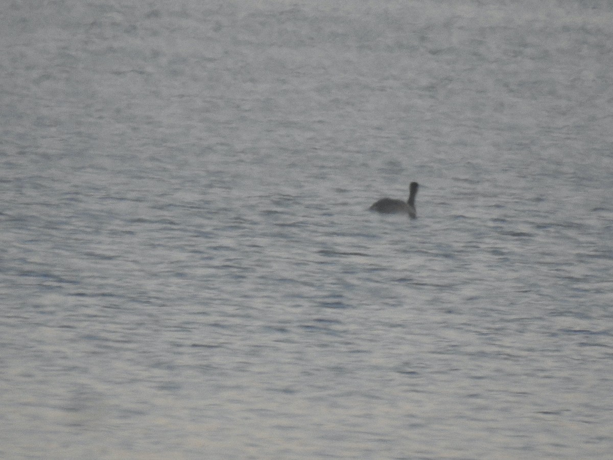 Red-necked Grebe - ML515218881