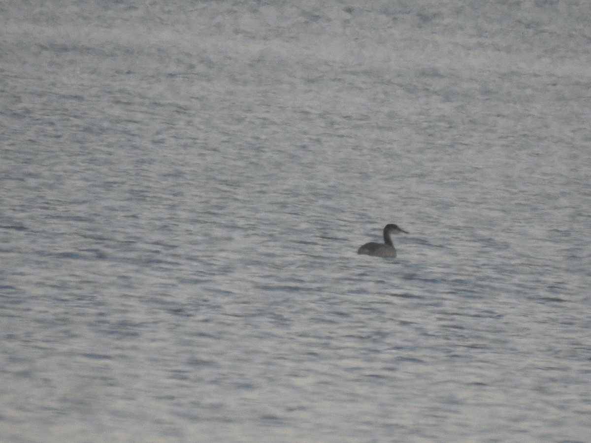 Red-necked Grebe - ML515218991