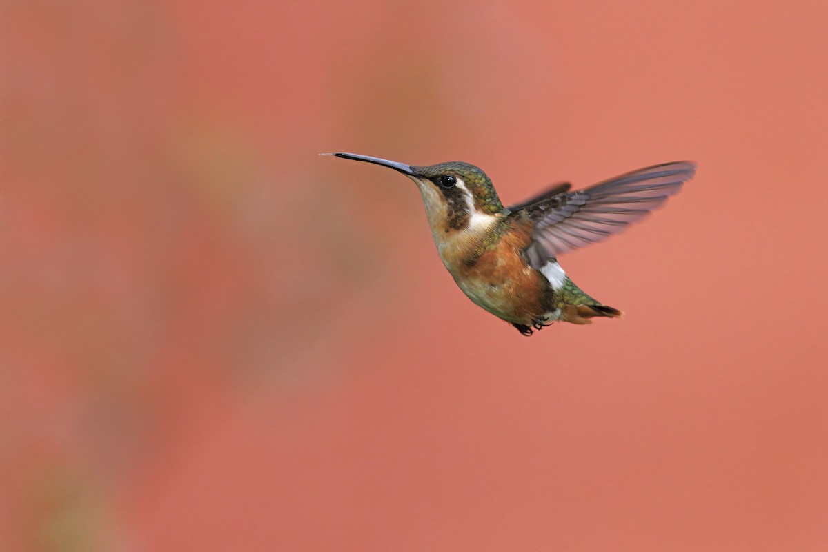 White-bellied Woodstar - ML515219341