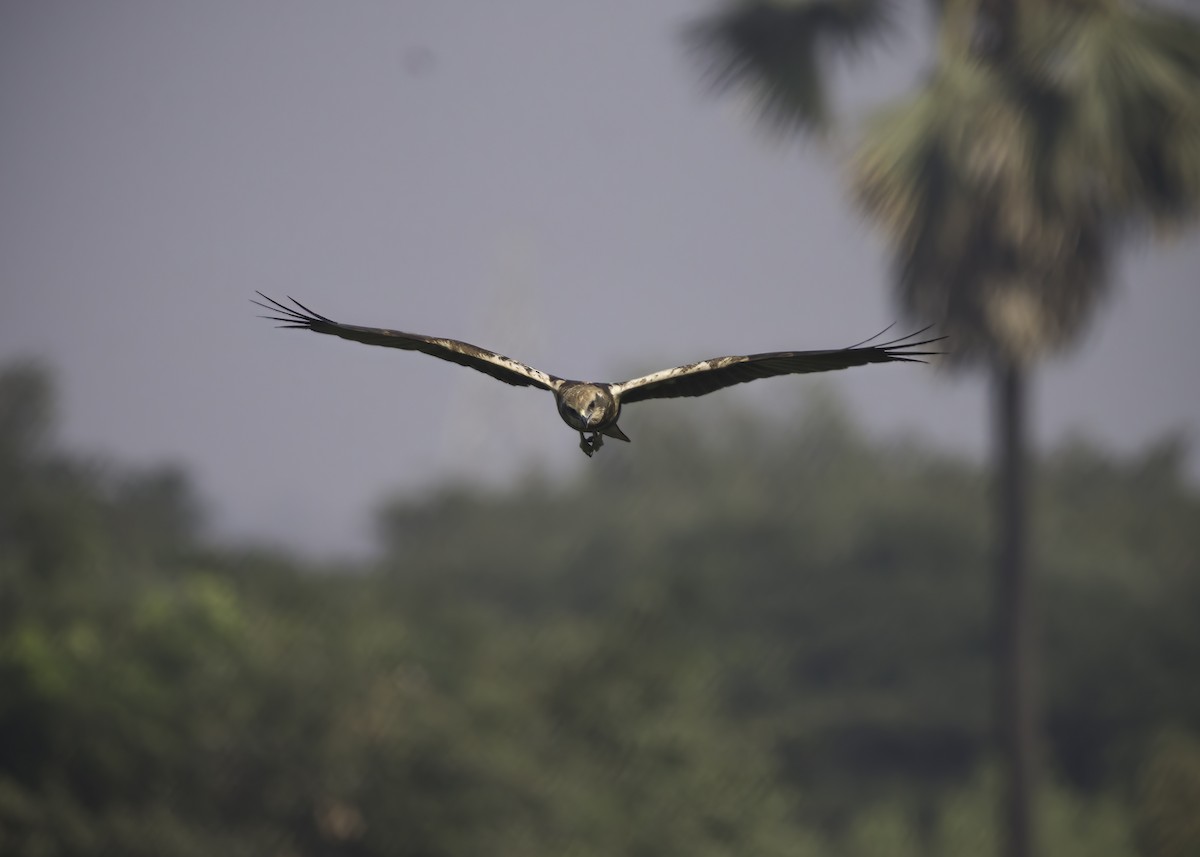 Western Marsh Harrier - ML515220991