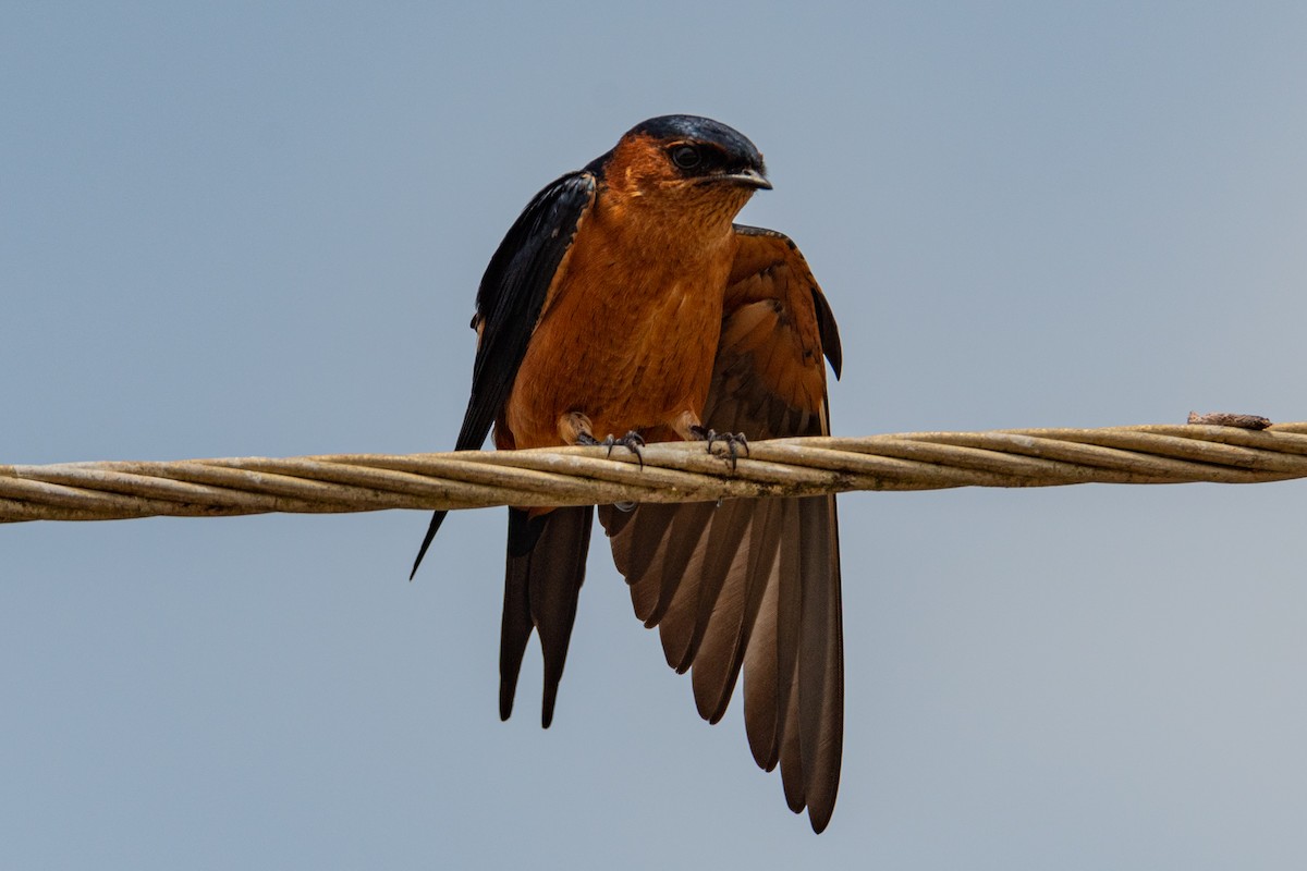 Sri Lanka Swallow - Dmytro & Elena Moraru