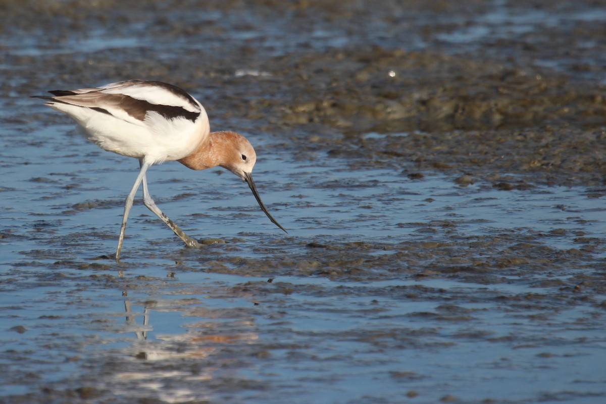 Braunhals-Säbelschnäbler - ML515222211