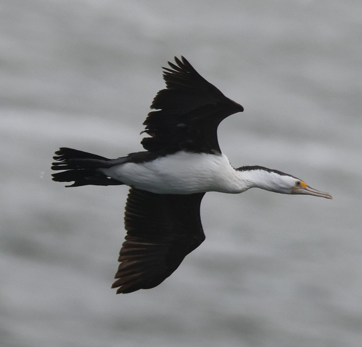 Pied Cormorant - ML515222291