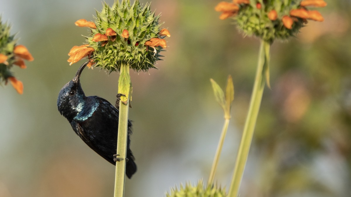 Purple Sunbird - ML515222761