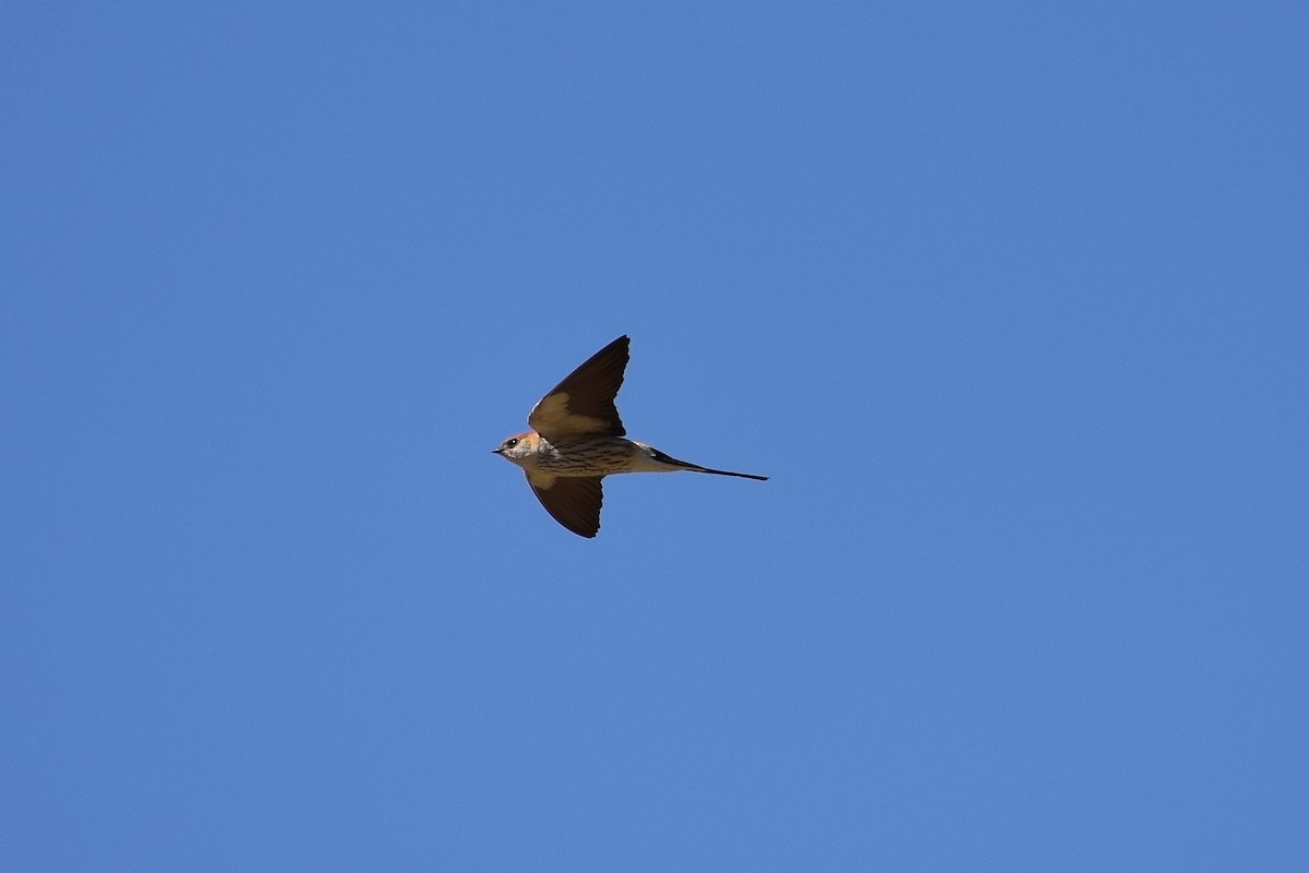 Greater Striped Swallow - ML515222771
