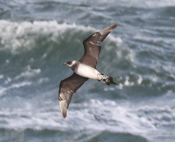 Parasitic Jaeger - ML515223171