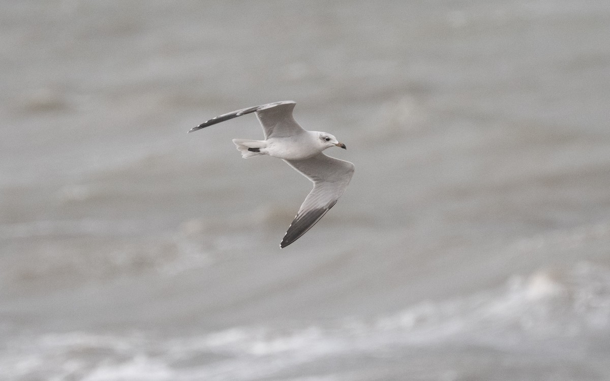 Audouin's Gull - ML515223201