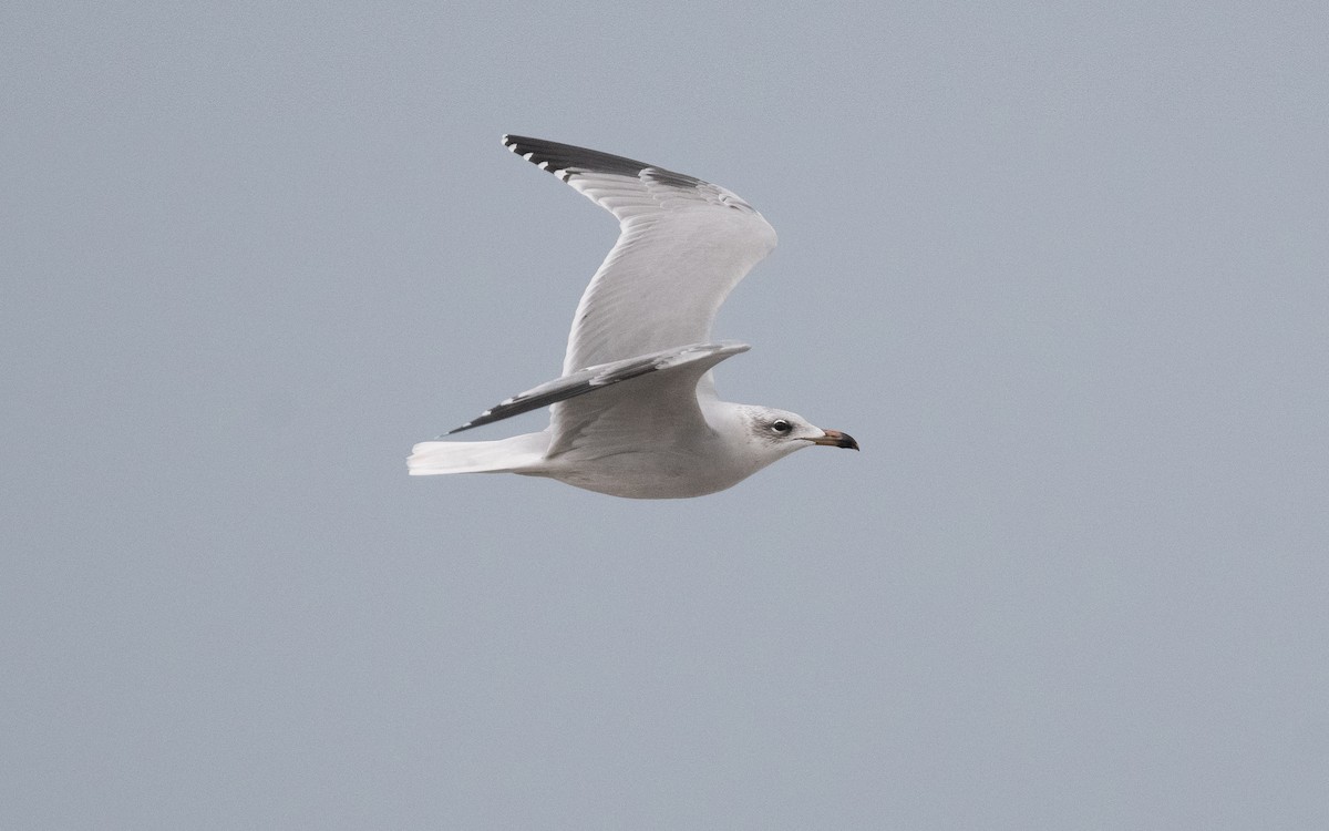 Audouin's Gull - ML515223211