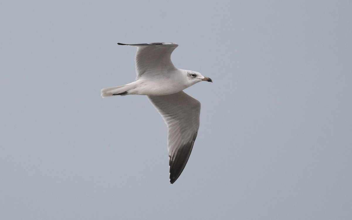 Audouin's Gull - ML515223221