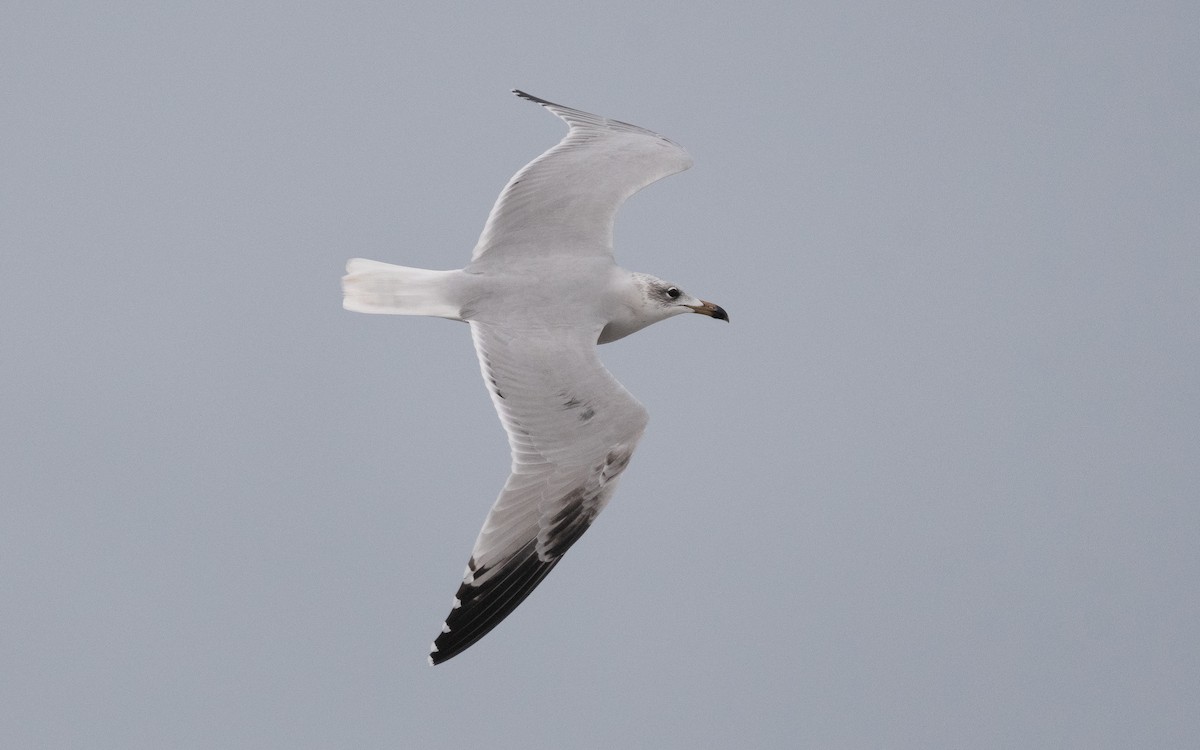 Audouin's Gull - ML515223231