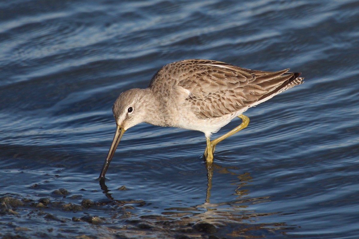 Long-billed Dowitcher - ML515223401