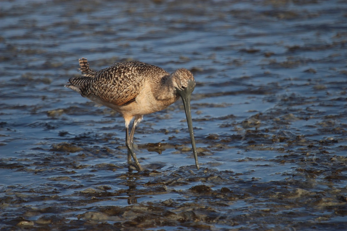 Marmorschnepfe - ML515223641