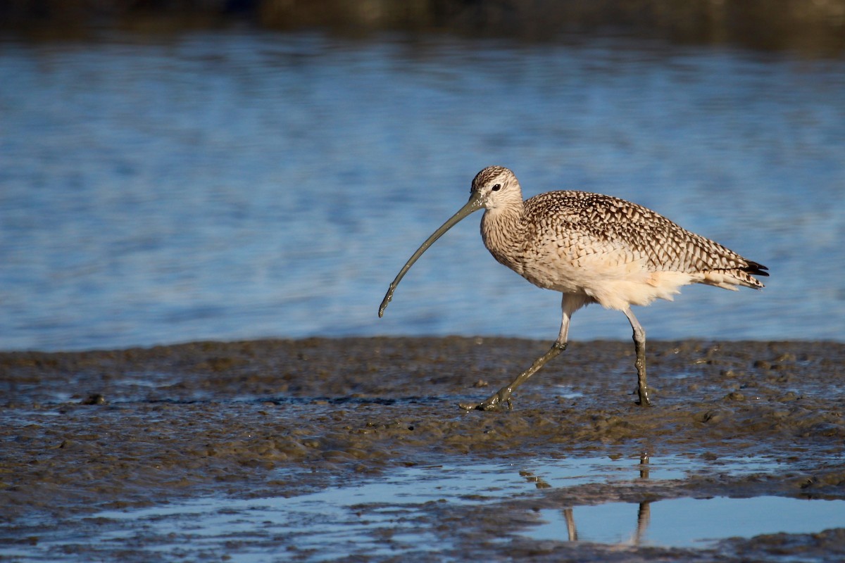 Long-billed Curlew - ML515223731