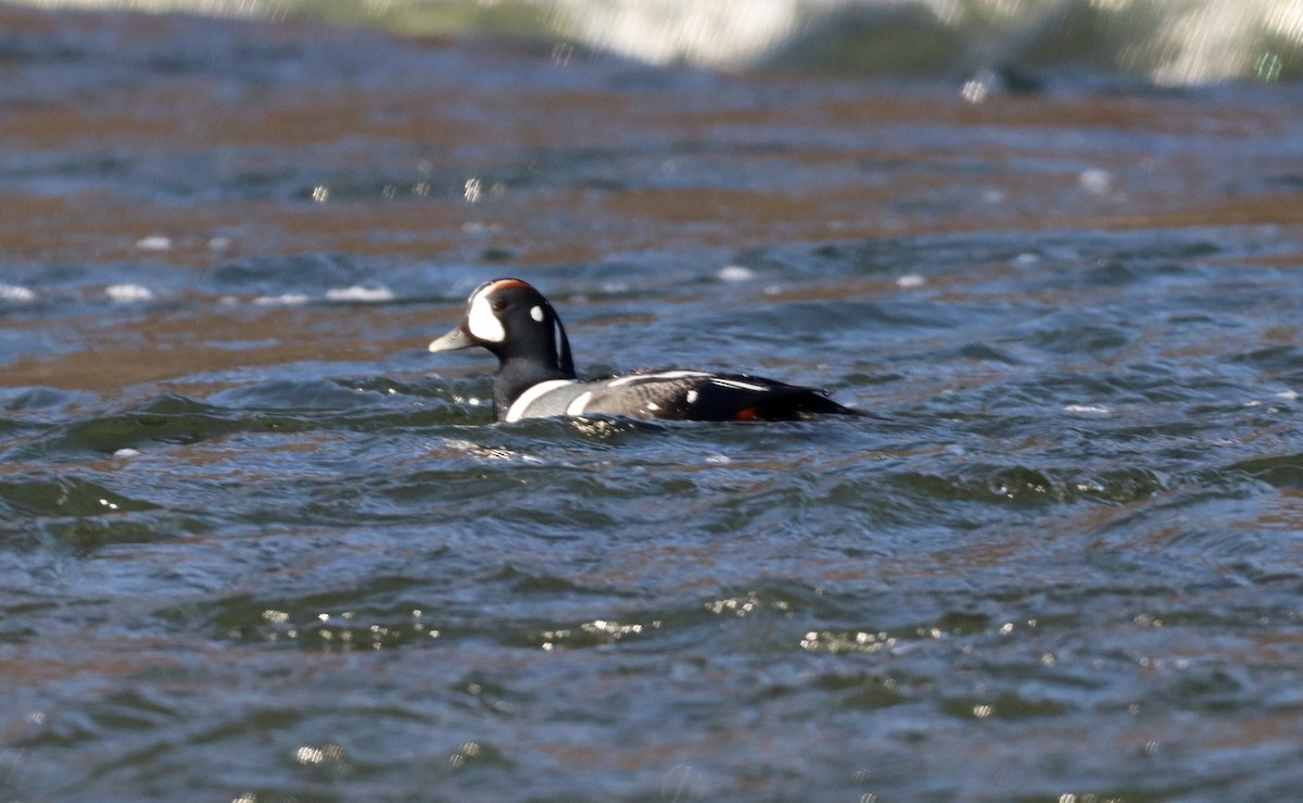 kačka strakatá - ML515224451