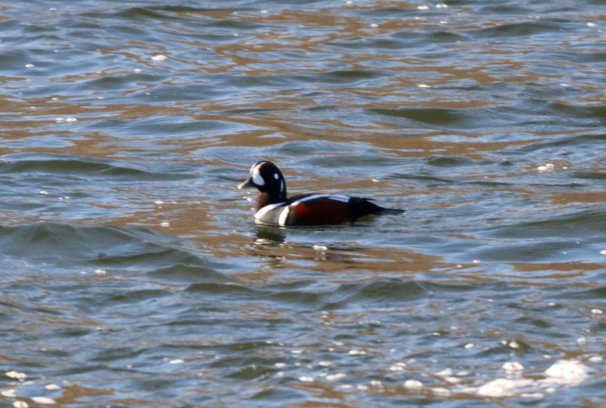 kačka strakatá - ML515224471