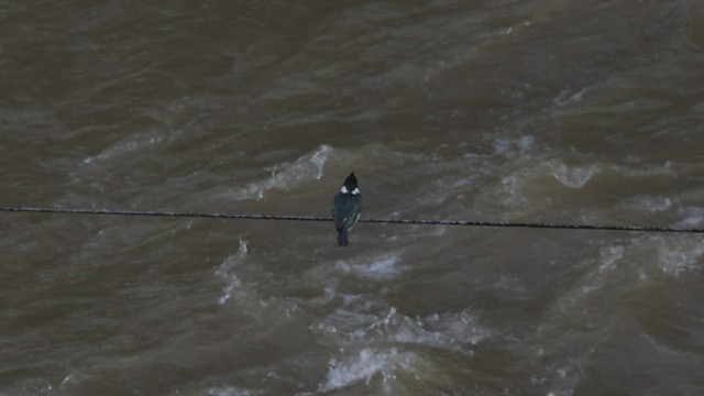 Martin-pêcheur d'Amazonie - ML515225021