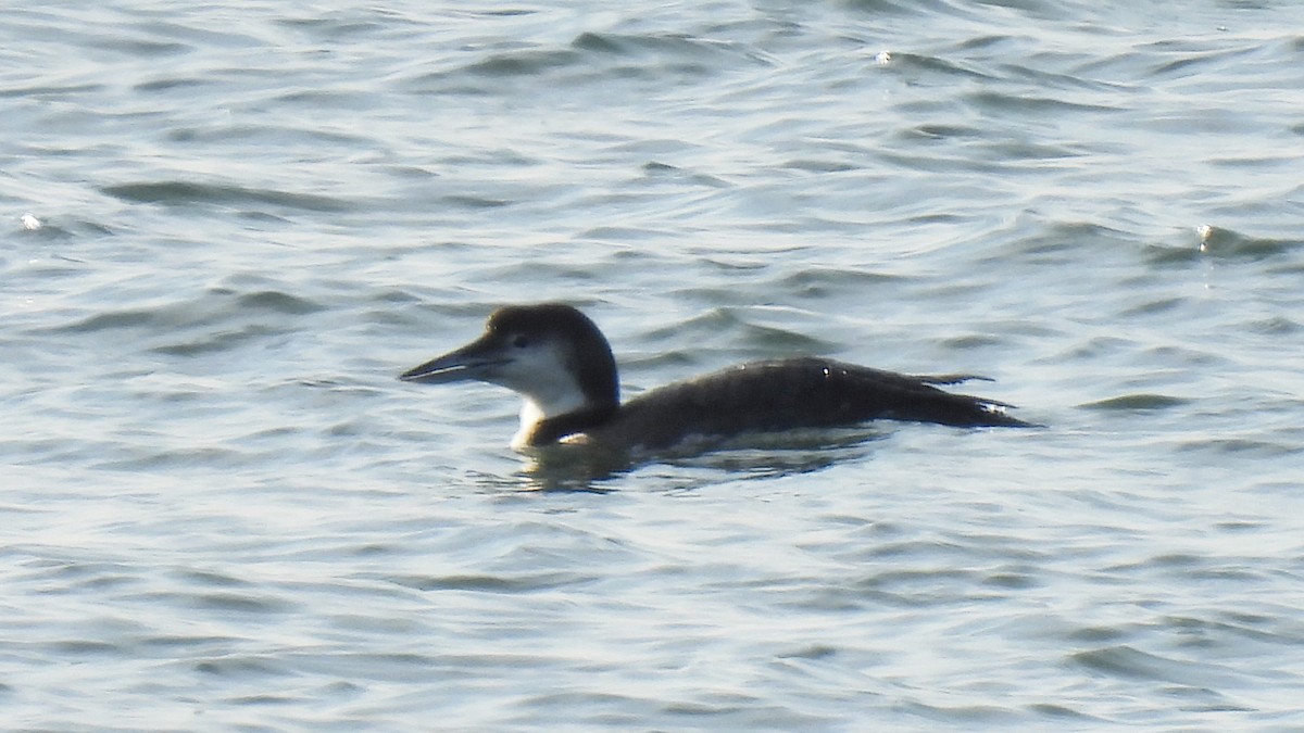 Common Loon - ML515225271