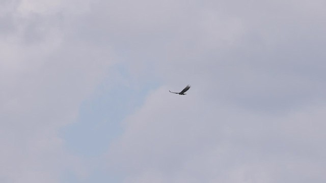 Greater Yellow-headed Vulture - ML515225431