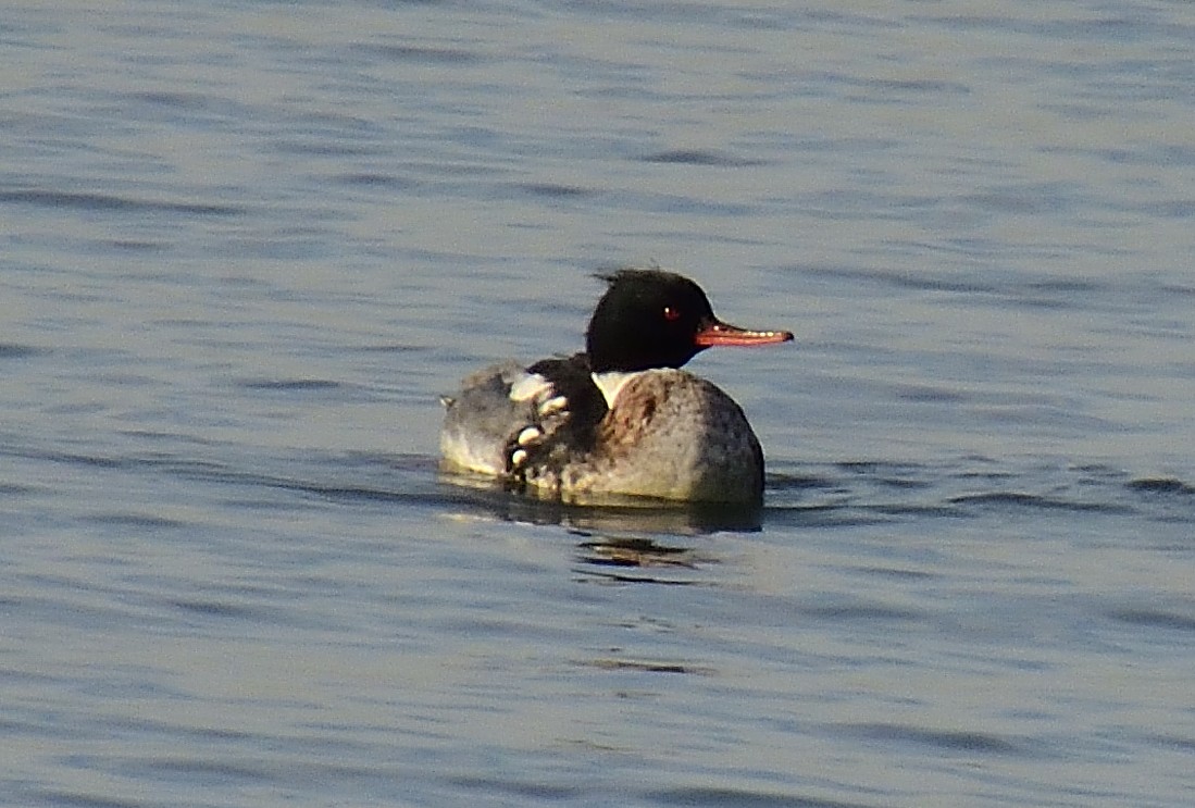 Red-breasted Merganser - ML515225461