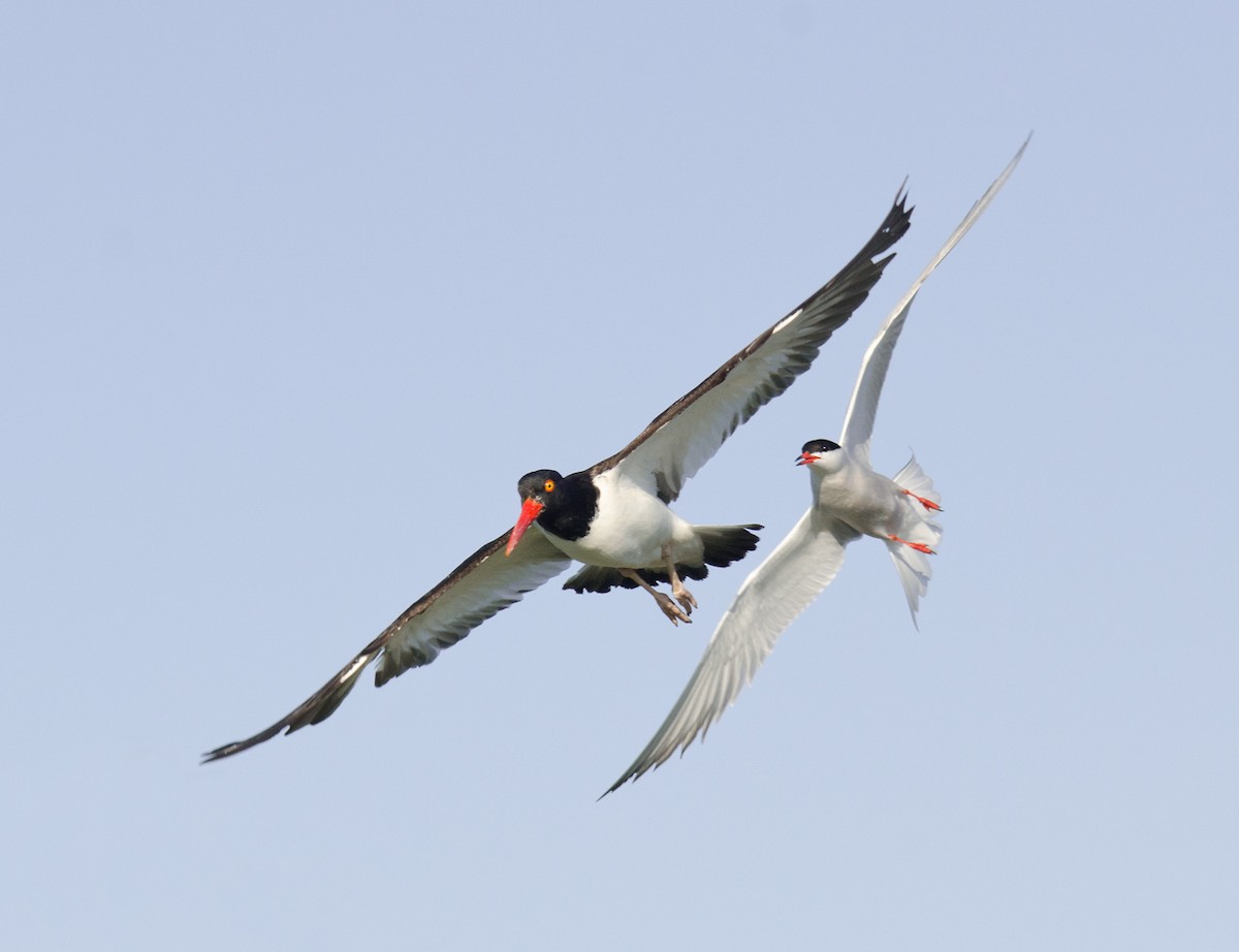 American Oystercatcher - ML51522571