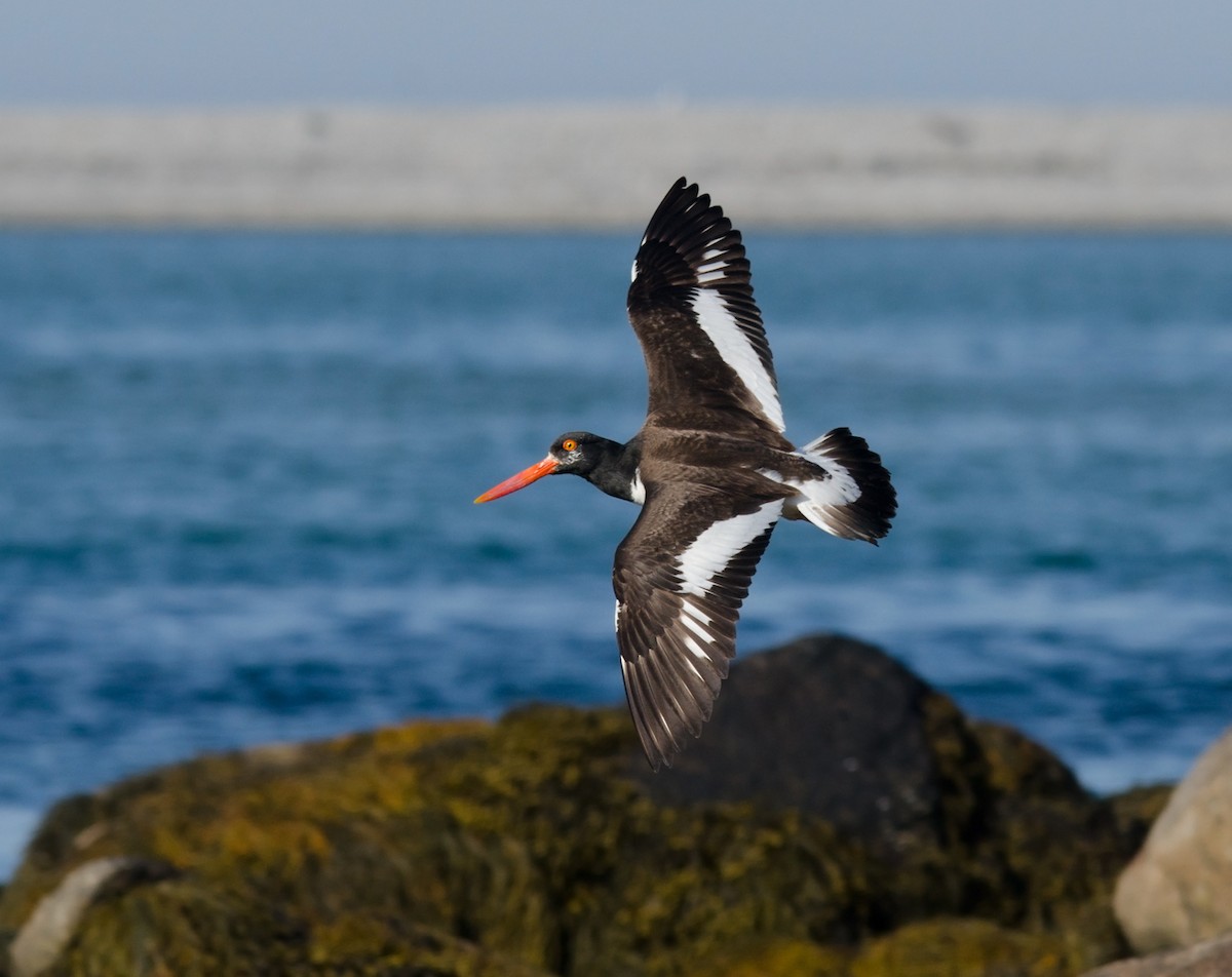 American Oystercatcher - Alix d'Entremont