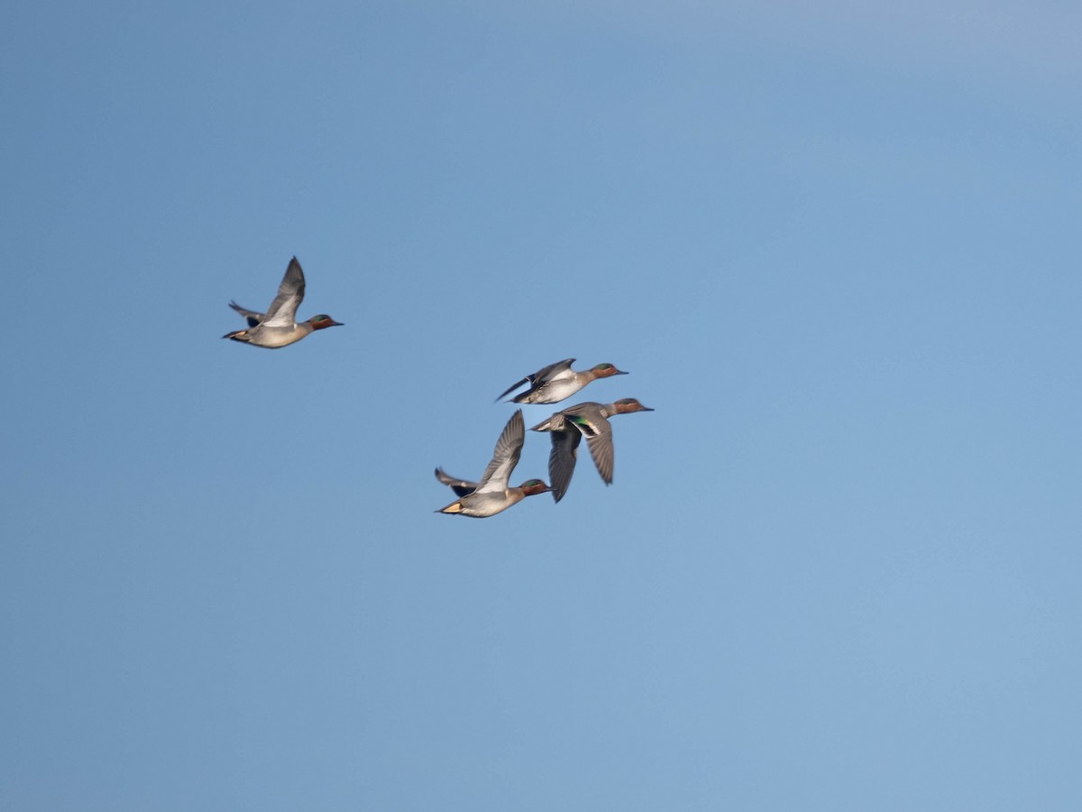 Ногоохон нугас - ML515227331