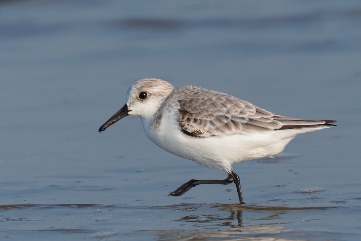 Bécasseau sanderling - ML515228821