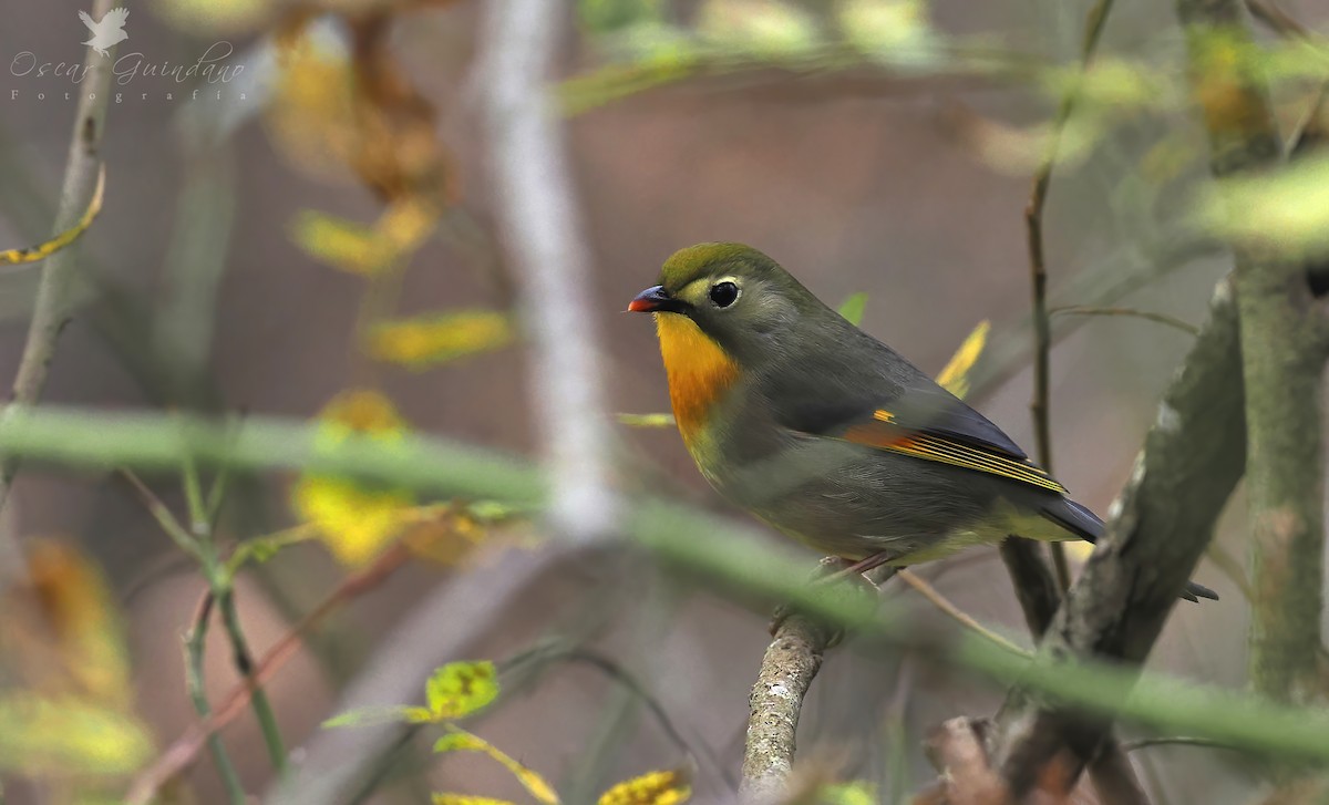 Red-billed Leiothrix - ML515229161