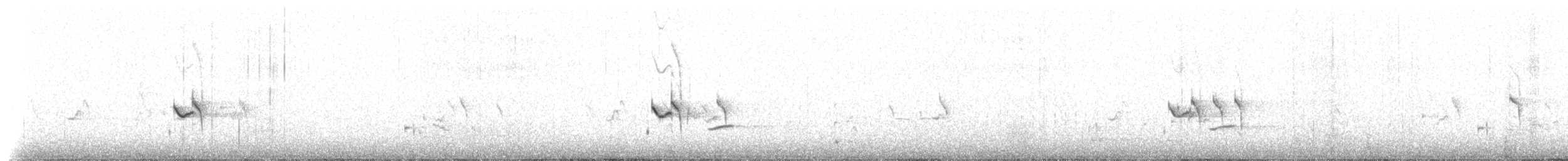 Новозеландская котата [группа punctatus] - ML515231