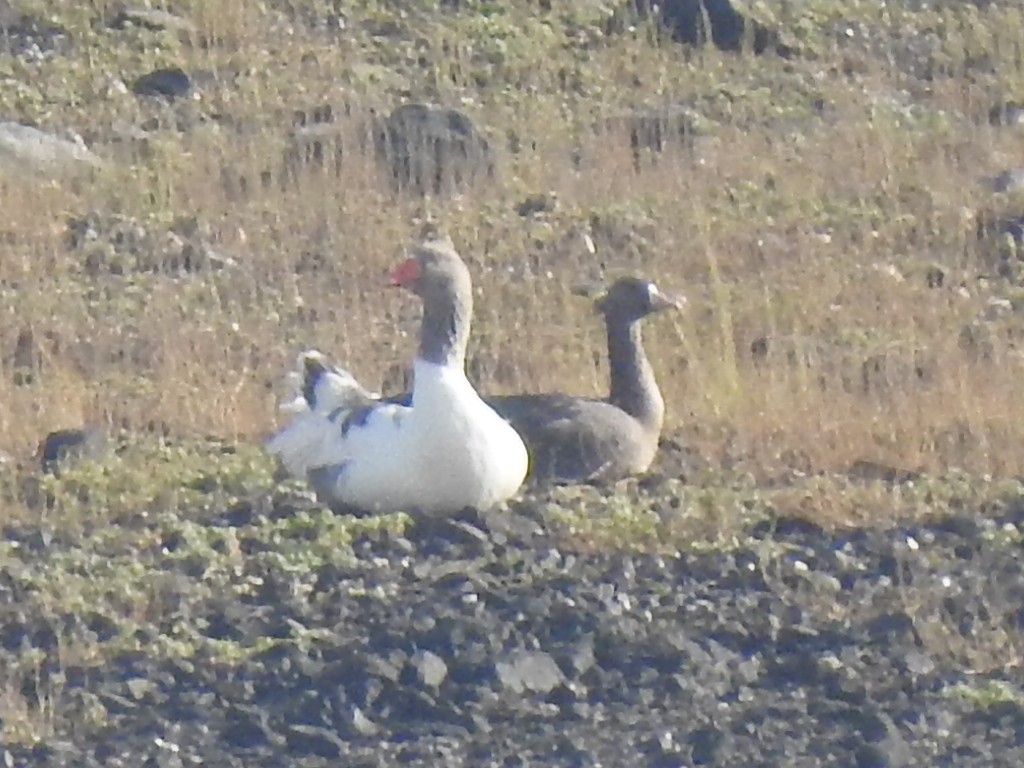 Greater White-fronted Goose - ML515231491