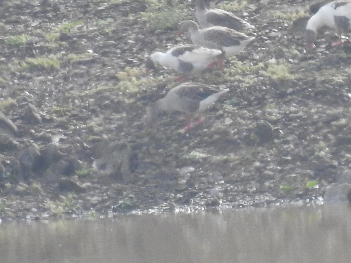 Greater White-fronted Goose - ML515232211