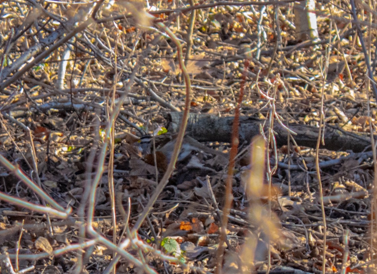 White-throated Sparrow - ML515232561