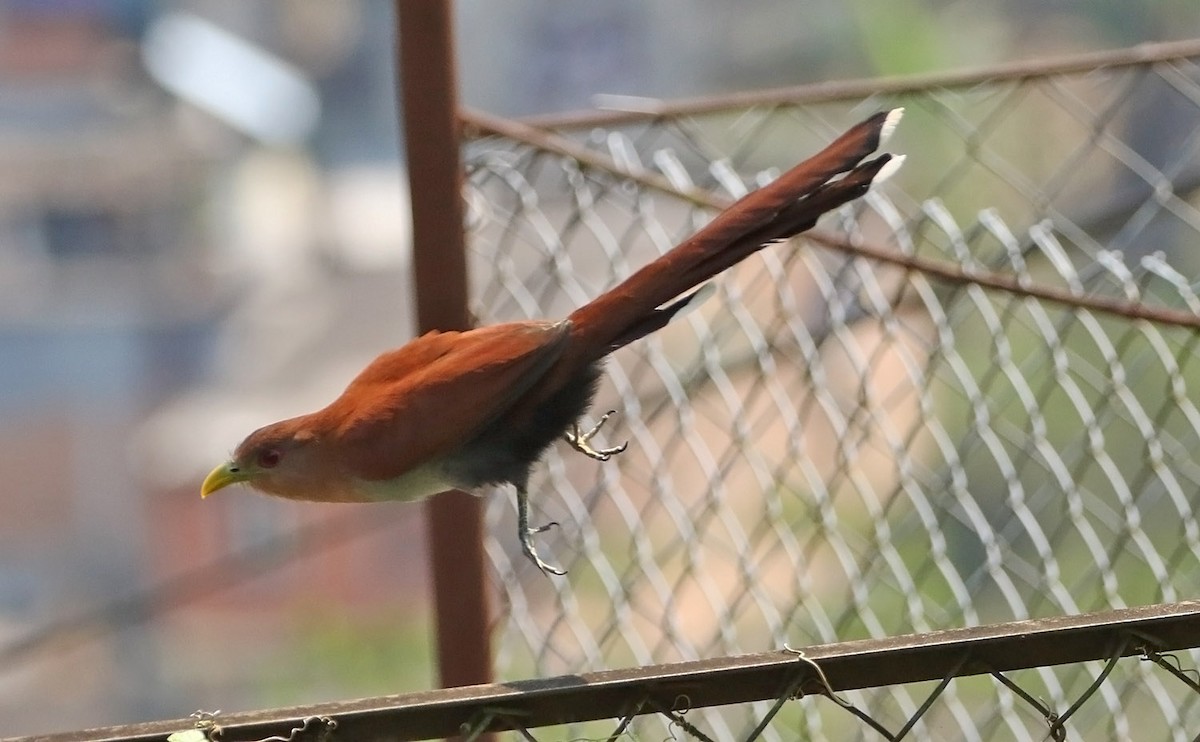 Squirrel Cuckoo - ML515233621