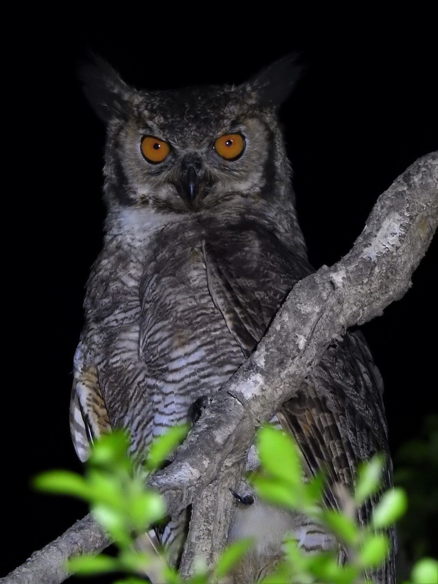 Great Horned Owl - ML515233771