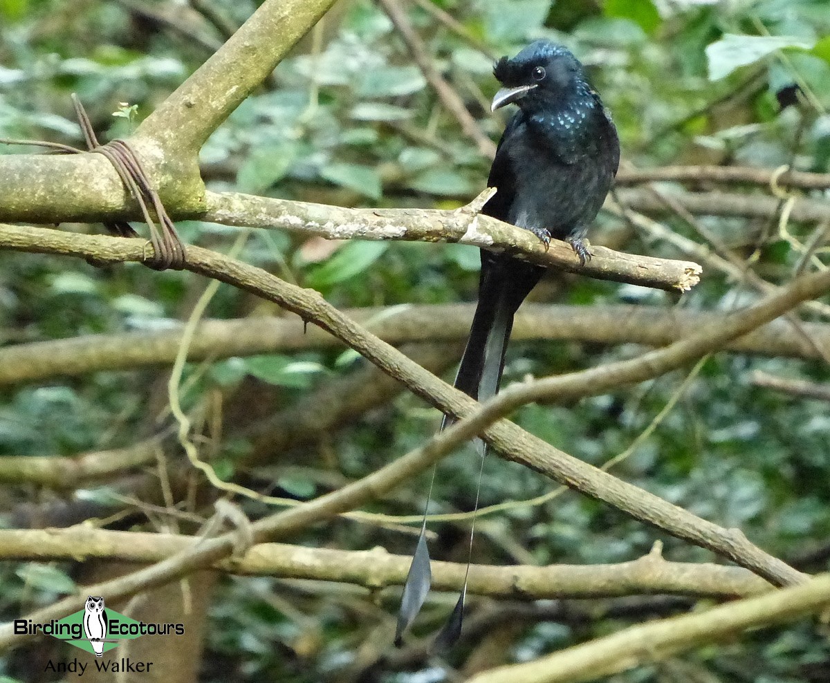Greater Racket-tailed Drongo - ML515233941