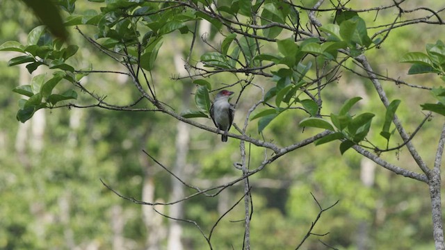 Masked Tityra - ML515235151