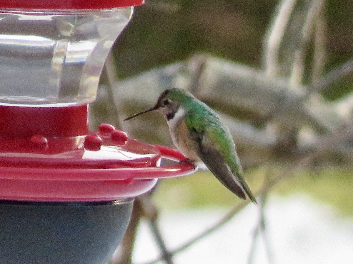 Broad-tailed Hummingbird - ML515235311
