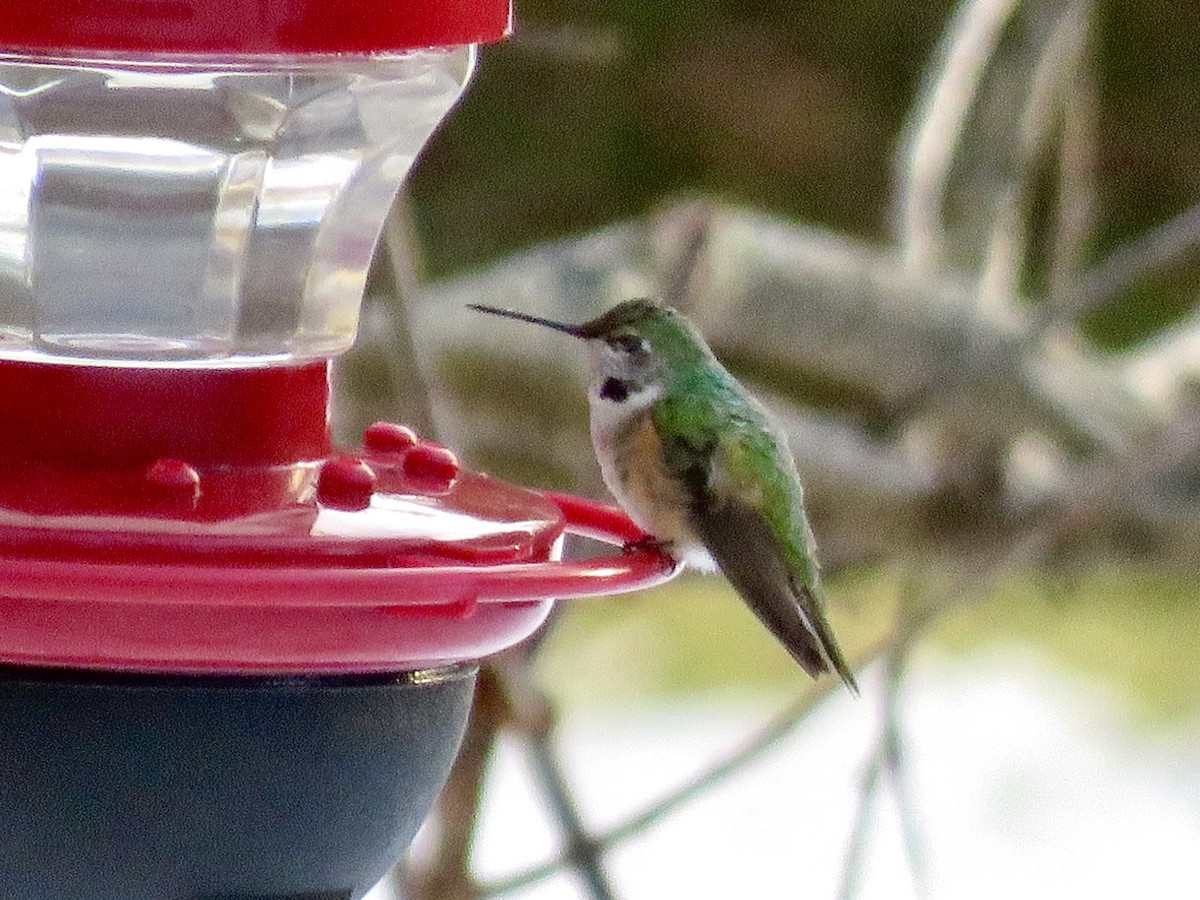 Broad-tailed Hummingbird - ML515235321