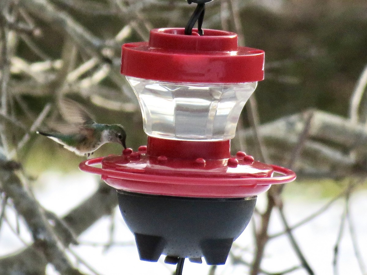 Broad-tailed Hummingbird - ML515235331