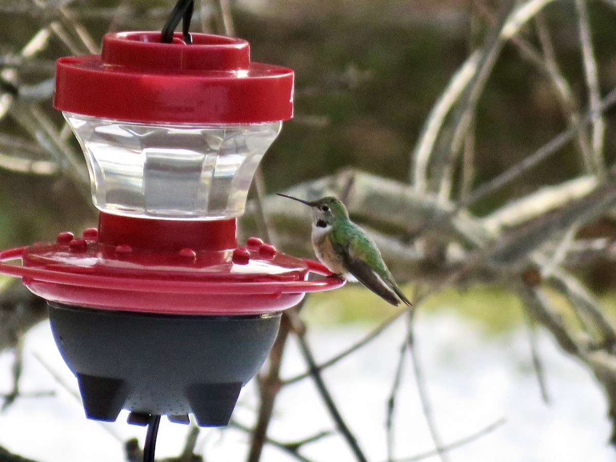 Broad-tailed Hummingbird - ML515235341