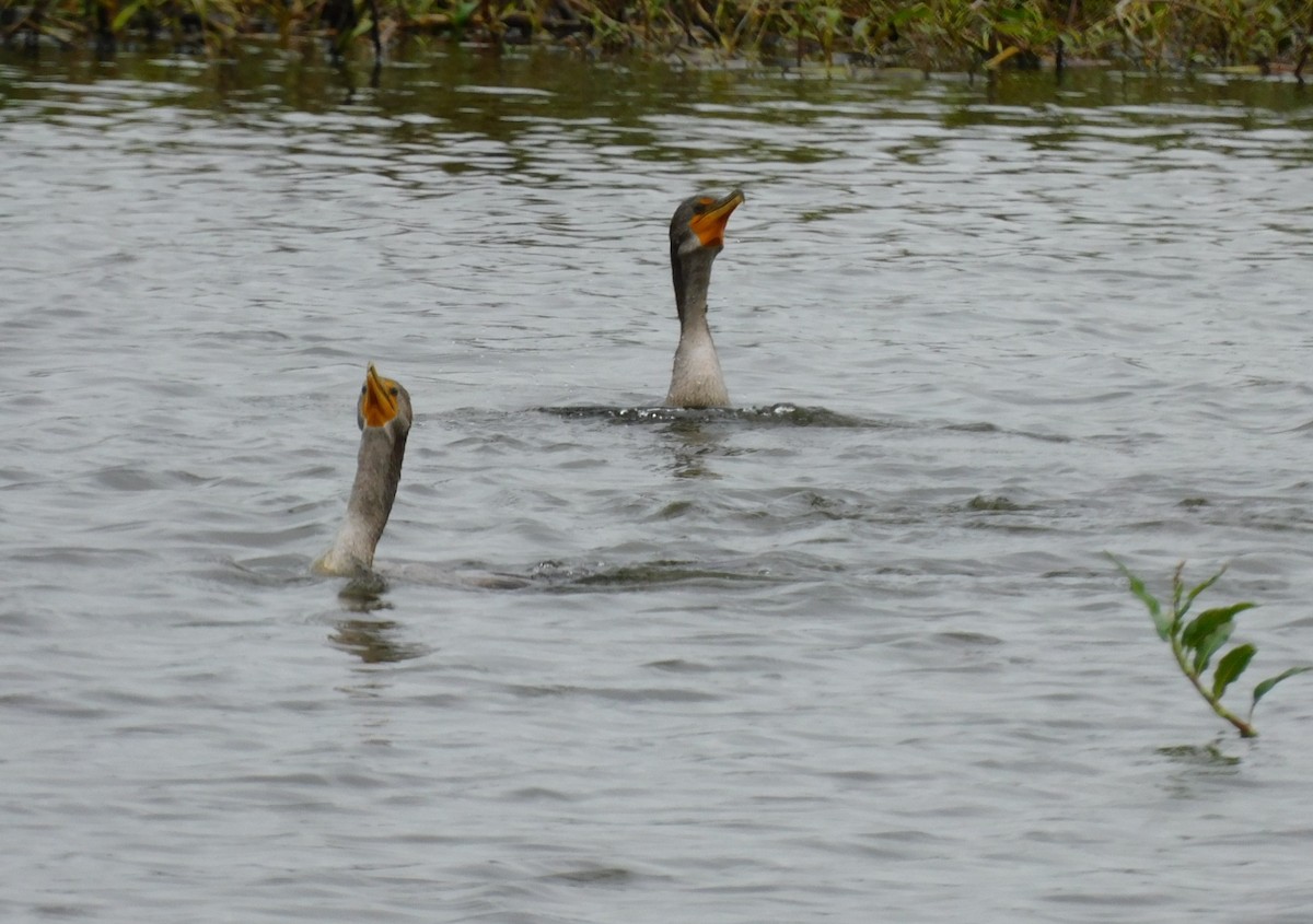 Cormoran à aigrettes - ML515235501