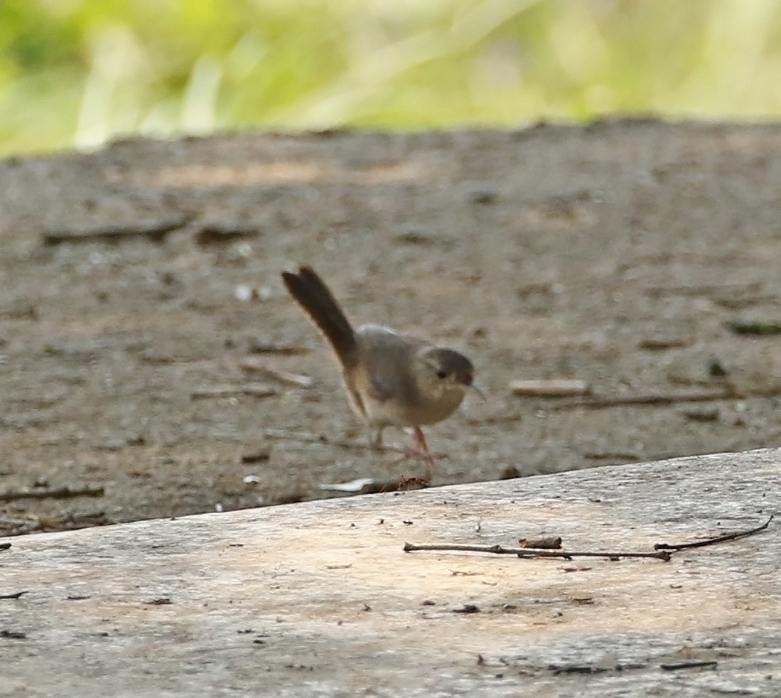 Chochín Criollo - ML515236001